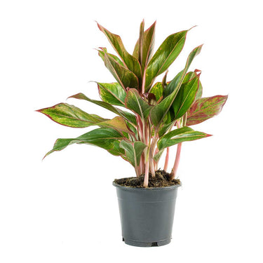 Aglaonema Plant - King of Siam Plant
